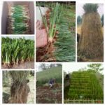Ahlinya Pemasangan Rumput Vetiver / Tanaman Penahan Longsor untuk Tanah Tebing Riau