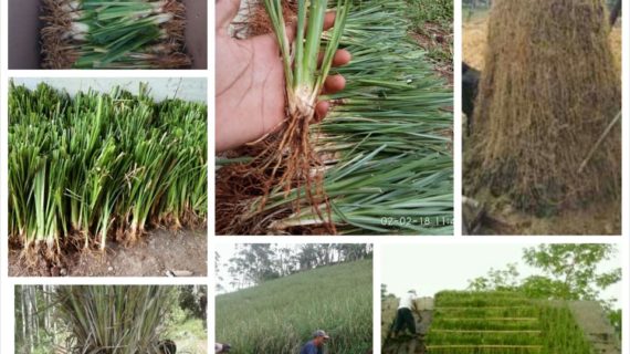 Spesialis Pemasangan Rumput Vetiver / Tanaman Penahan Longsor untuk Tanah Tebing Pekanbaru